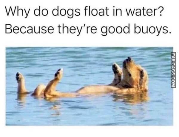 Hilarious Dog Memes 3