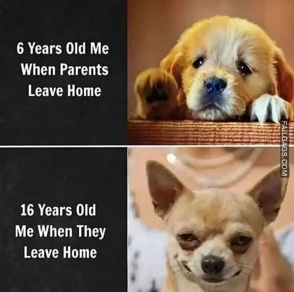 Hilarious Dog Memes 4