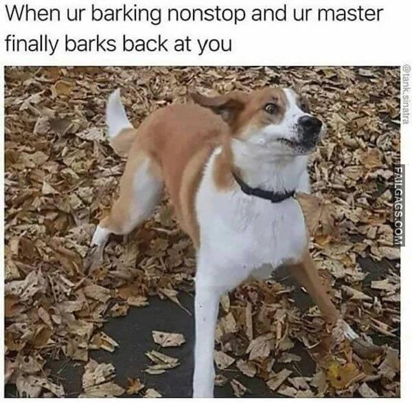Hilarious Dog Memes 5