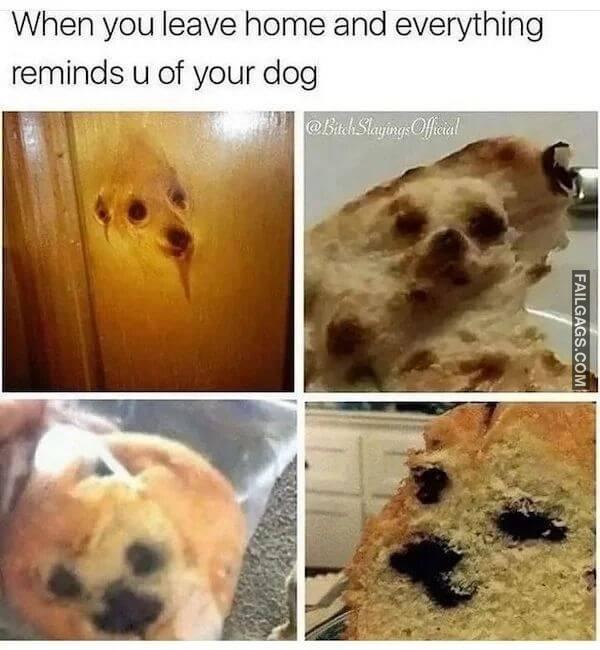 Hilarious Dog Memes 6