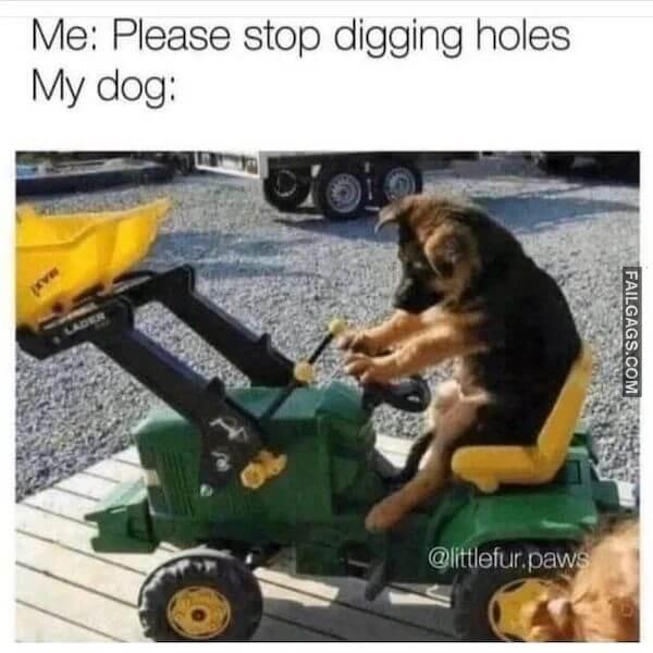 Hilarious Dog Memes 7