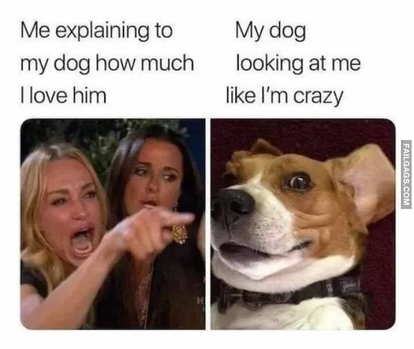 Funny Dog Memes 5