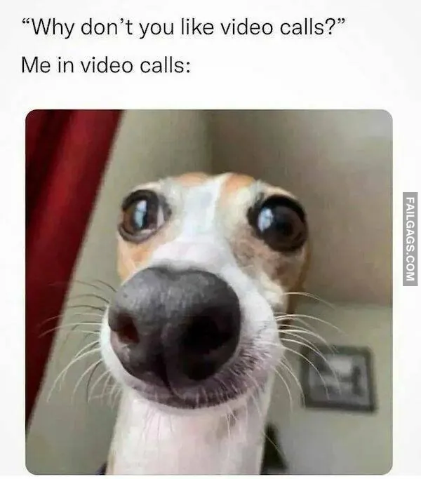 Funny Dog Memes 7