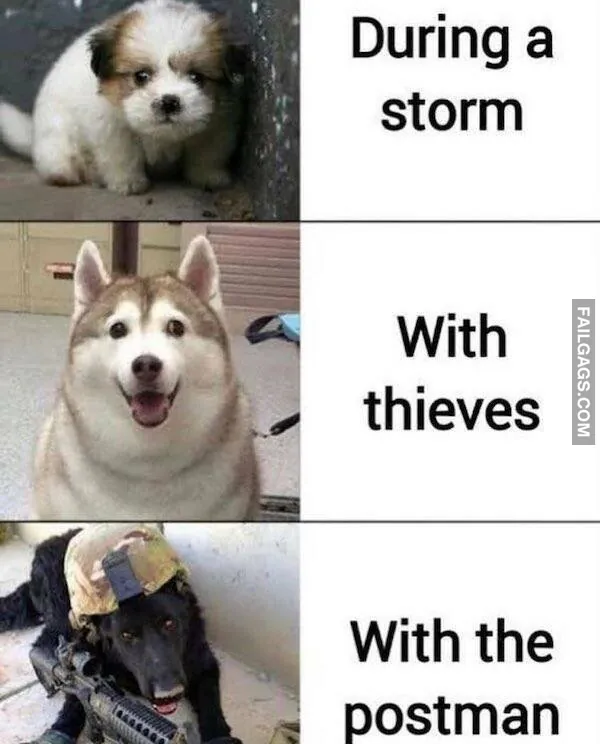 Funny Dog Memes 8