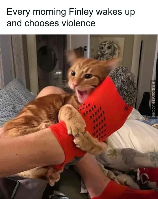 Funny Cat Memes 5