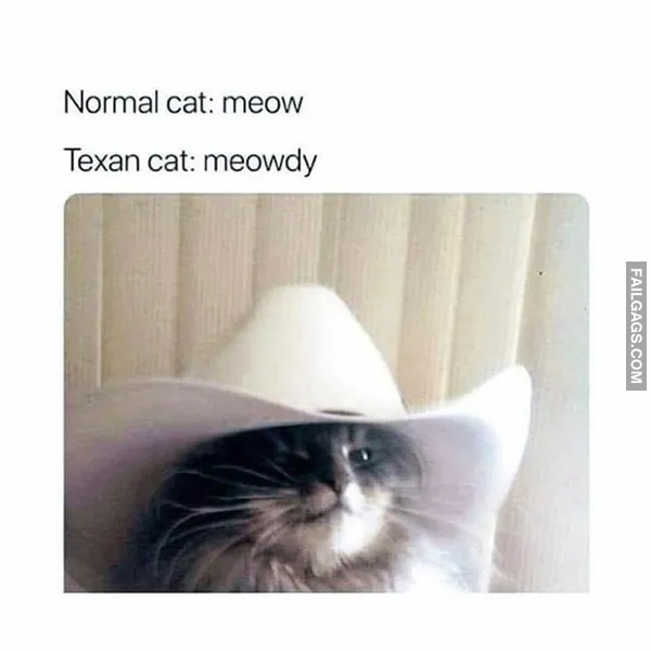Funny Cat Memes 8