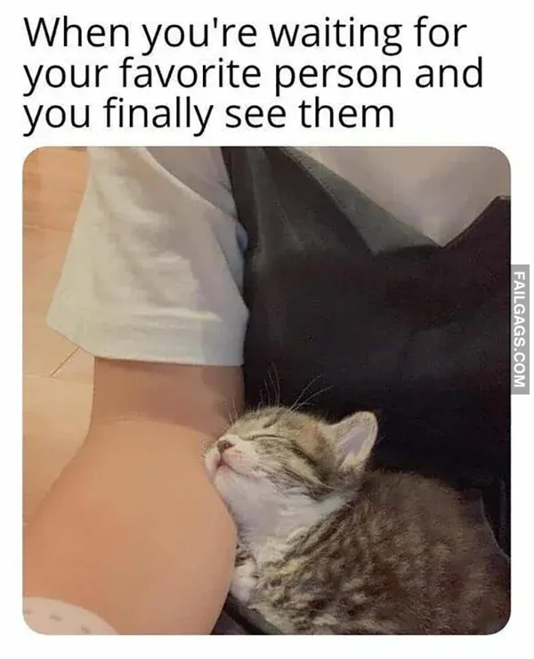 Funny Cat Memes 9