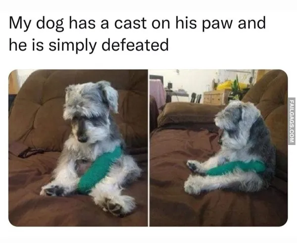 Funny Dog Memes 4