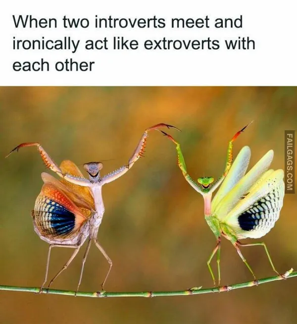 Funny Introvert Memes 4