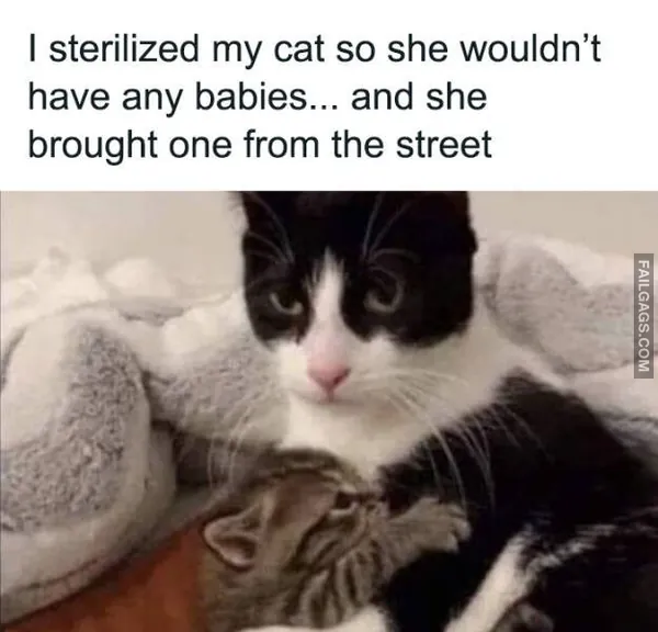 Funny Cat Memes 10