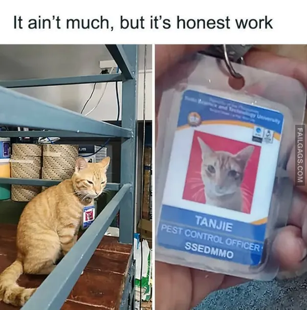 Funny Cat Memes 3