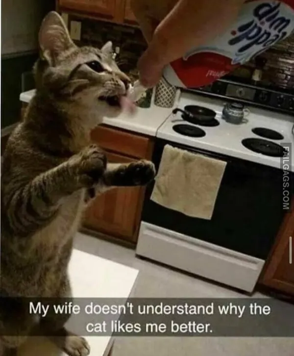Funny Cat Memes 7