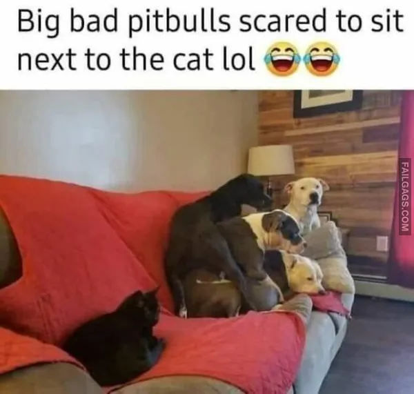 Funny Cat Memes 8