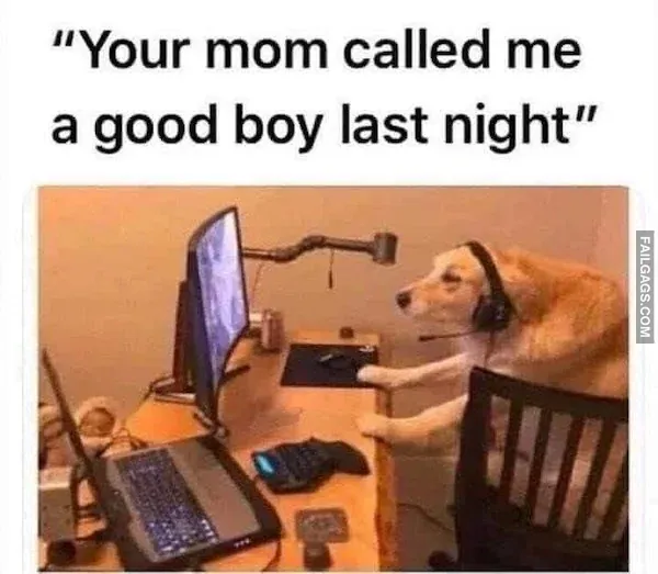 Dog Memes 4