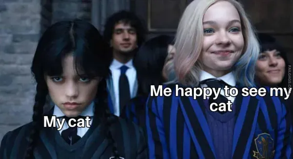 Cat Memes (12)