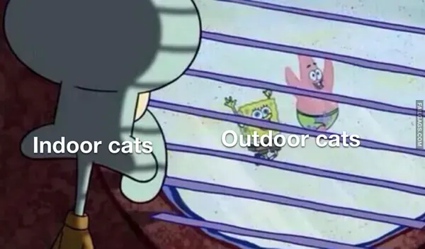Cat Memes (7)