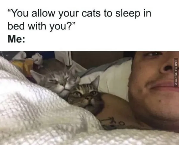 Cats Memes (11)