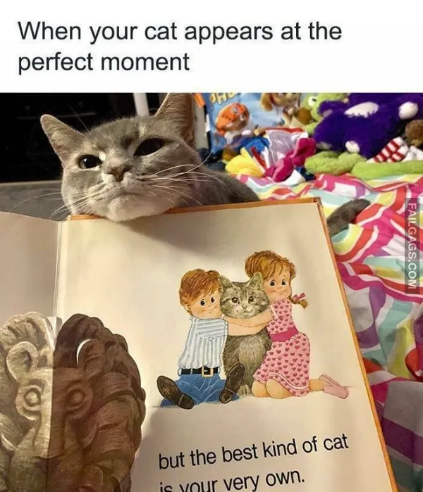 Cats Memes (4)