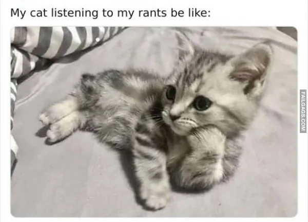Cats Memes (9)