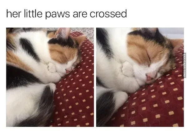 15 Animal memes To Keep You Smiling Today (4)