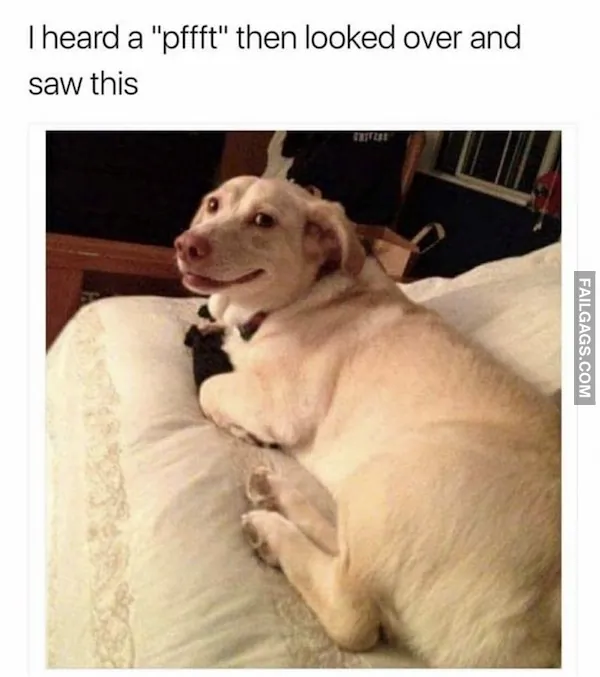 Hilarious Dog Memes (8)