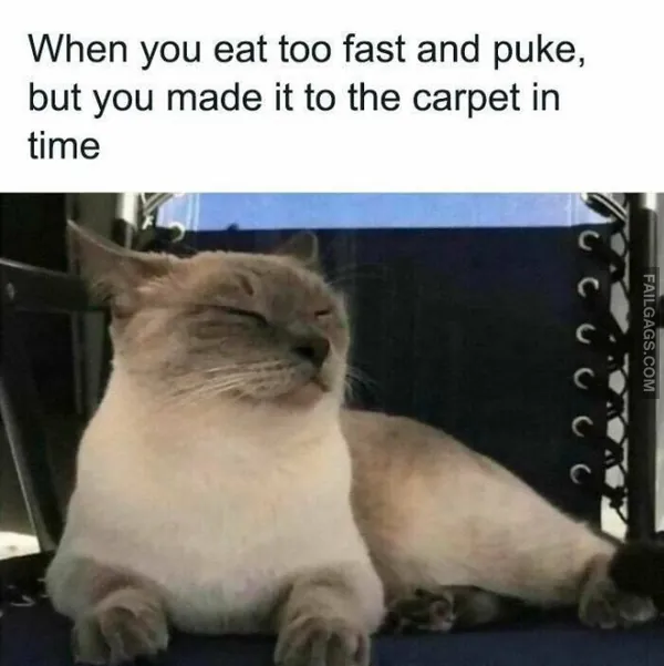 10 Funny Animal Memes You Can't Help but Laugh at (5)
