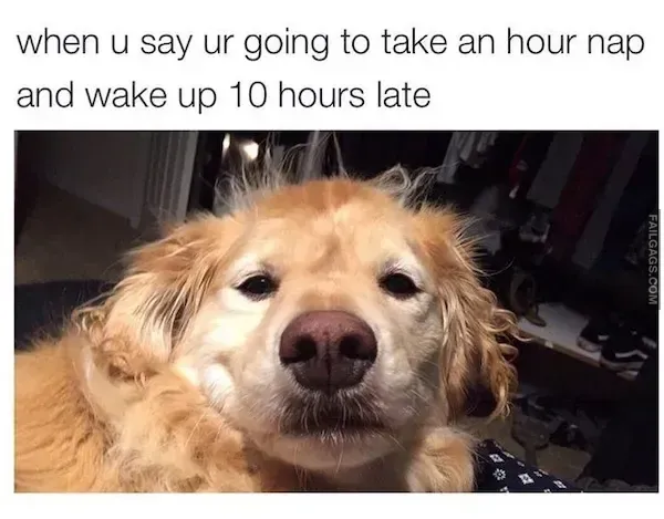 11 Dog Memes That Will Keep You Laughing for Hours (11)