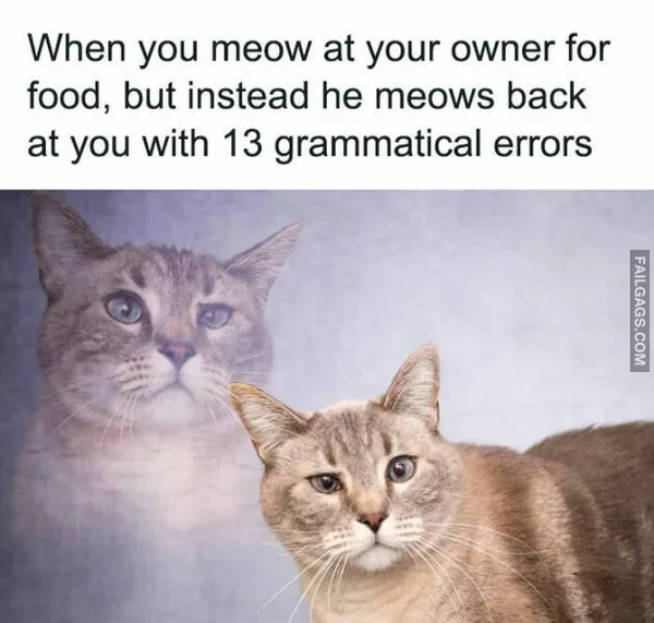 13 Funny Cat Memes to Make You Laugh (11)