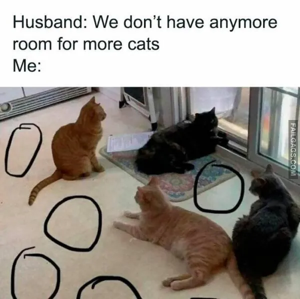 13 Funny Cat Memes to Make You Laugh (5)
