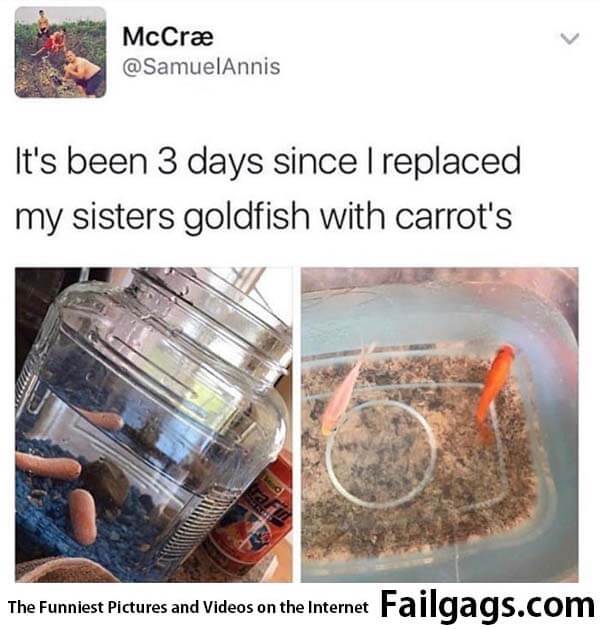 Carrots Are Still There to This Day It's Been 3 Days Since L Replaced My Sisters Goldfish With Carrot's Meme