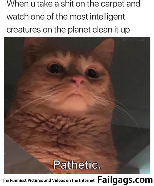 When U Take a Shit on the Carpet and Watch on F the Most Intelligent Creatures on the Planet Clean It Up Meme
