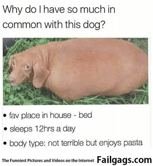 Why Do I Have So Much in Common With This Dog? Fav Place in House-bed Sleeps 12 Hrs a Day Body Type Not Terrible but Enjoys Pasta Meme