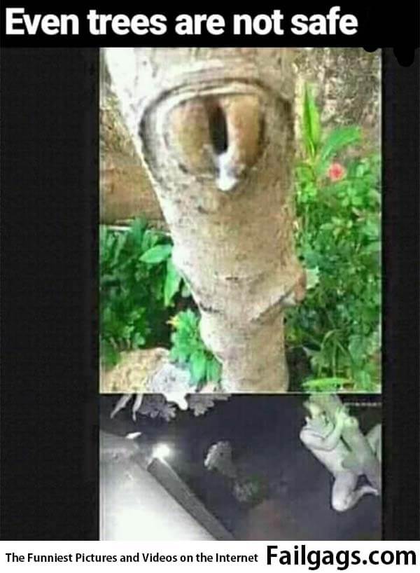 Even Trees Are Not Safe Meme