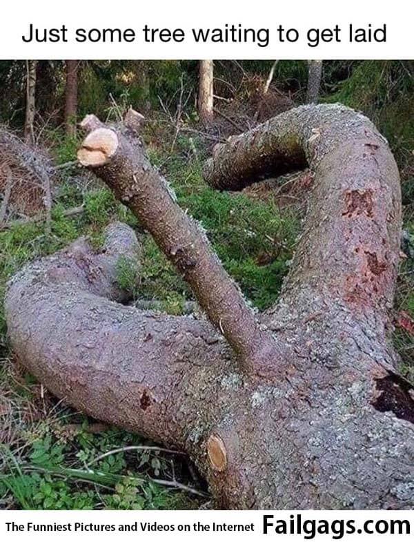 Just Some Tree Waiting to Get Laid Meme