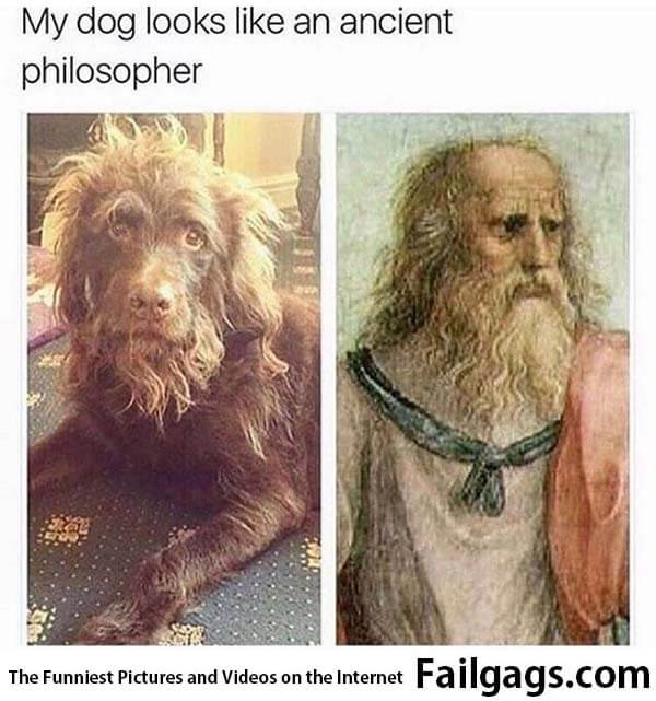 My Dog Looks Like an Ancient Philosopher Meme