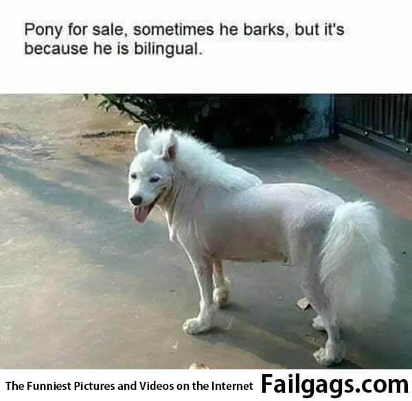 Pony for Sale Sometimes He Barks but It's Because He Is Bilingual Meme
