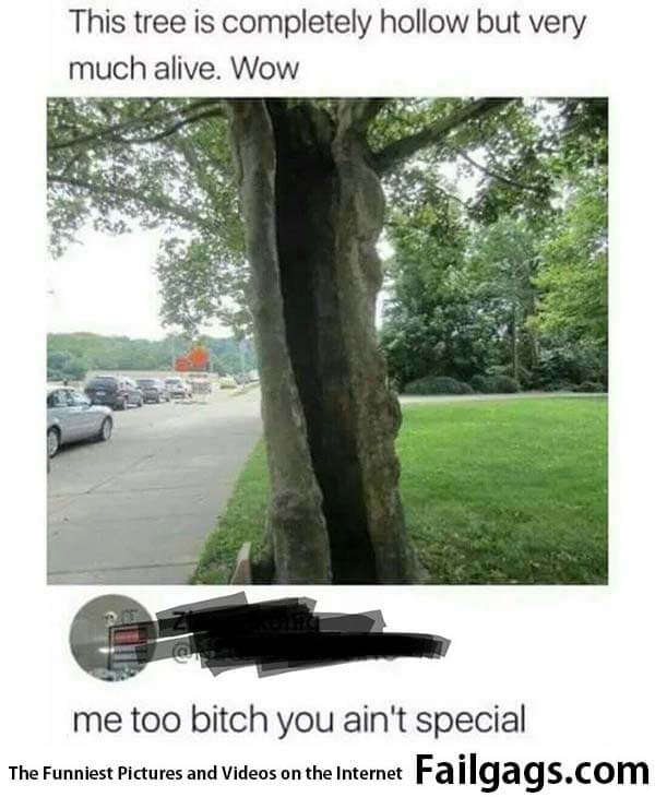 This Tree Is Completely Hollow but Very Much Alive. Me to Bitch You Ain't Special Meme