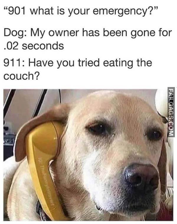 901 What Is Your Emergency? Dog My Owner Has Been Gone for .02 Seconds 911 Have Tried Eating the Couch? Meme