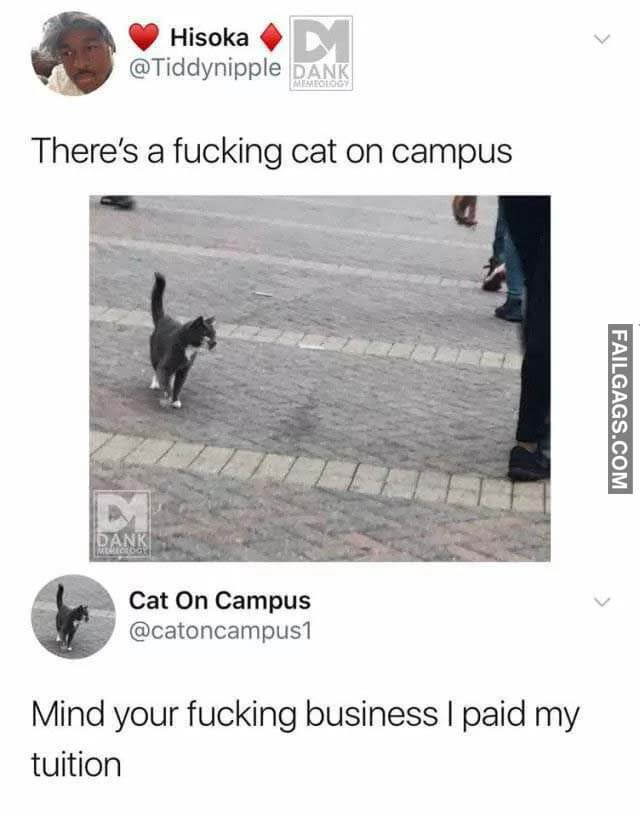 There's A Fucking Cat On Campus Mind Your Fucking Business I Paid My Tuition Meme