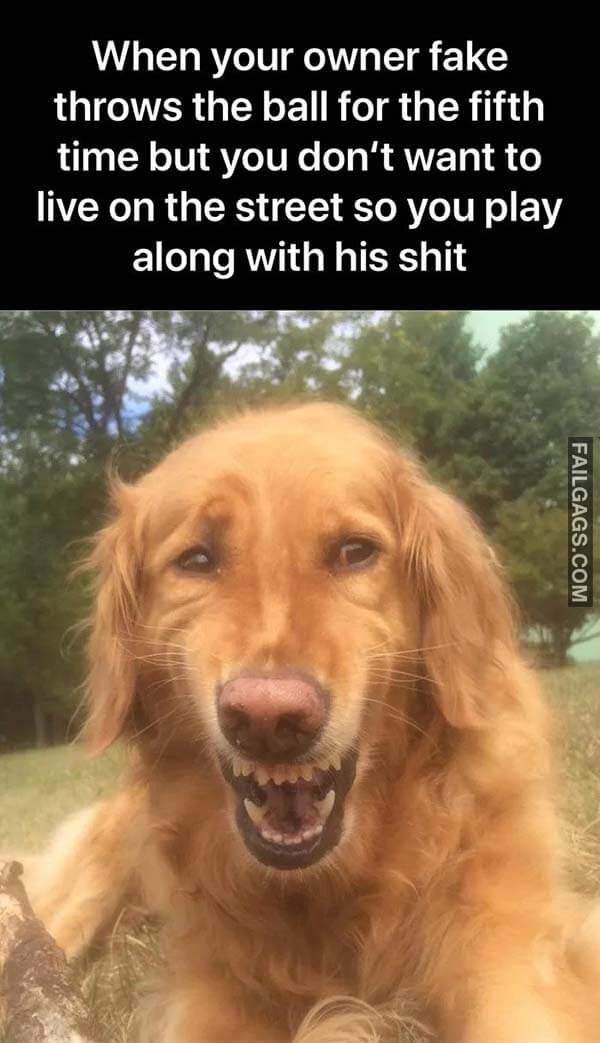When Your Owner Fake Throws The Ball For The Fifth Time