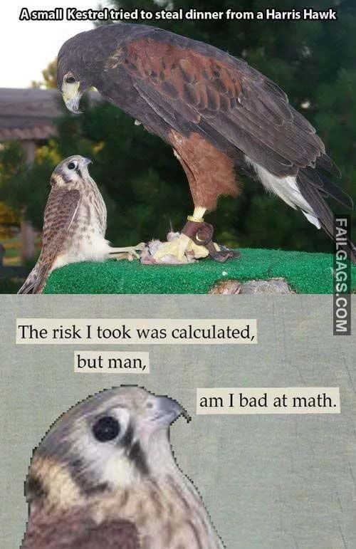 A Small Kestrel Tried To Steal Dinner From A Harris Hawk The Risk I Took Was Calculated But Man Am I Bad At Math Meme