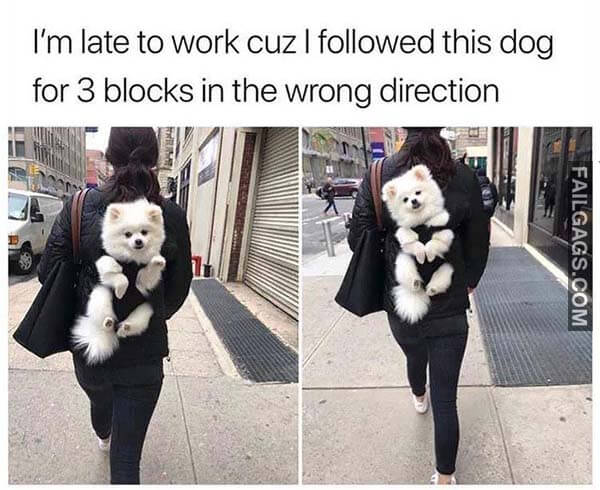 I'm Late To Work Cuz I Followed This Dog For 3 Blocks In The Wrong Direction Meme