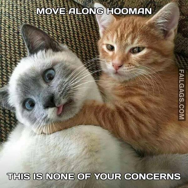 Move Along Hooman This Is None Of Your Concerns MemeMove Along Hooman This Is None Of Your Concerns Meme