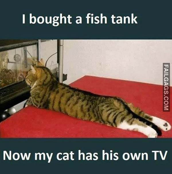 I Bought A Fish Tank Now My Cat Has His Own Tv Meme