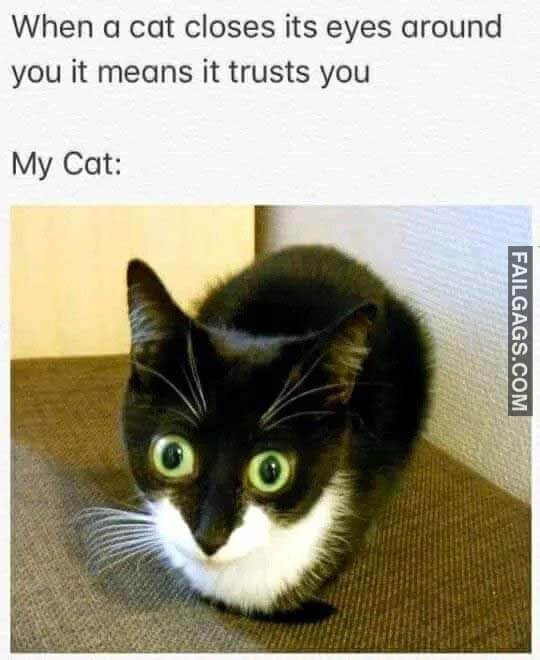 When A Cat Closes Its Eyes Around You It Means It Trusts You My Cat Meme