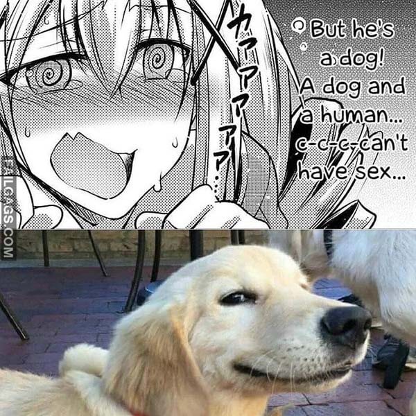 But He's A Dog A Dog And A Human Can't Have Sex Meme