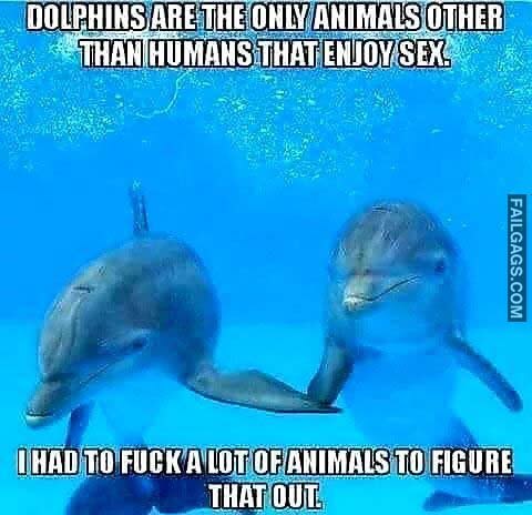 Dolphins Are The Only Animals Other Than Humans That Enjoy Sex I Had To Fuck Al Lot Of Animals To Figure That Out Meme