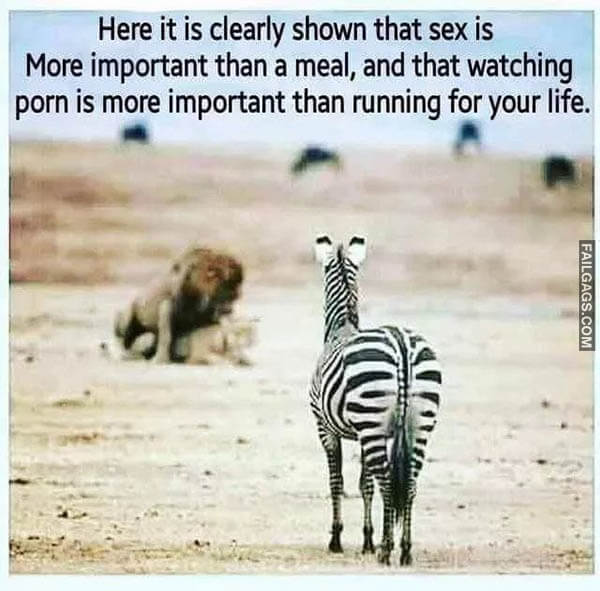 Here It Is Clearly Shown That Sex Is More Important Than A Meal, And That Watching Porn Is More Important Than Running For Your Life Meme