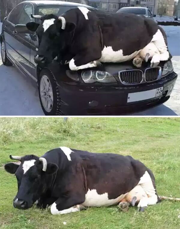 Cow Chilling On A Car 
