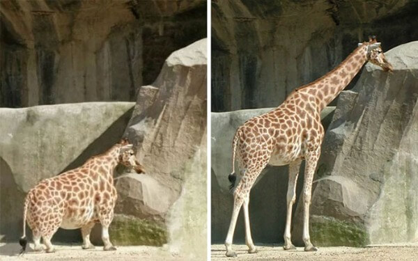 Picture Of A Dwarf Giraffe 